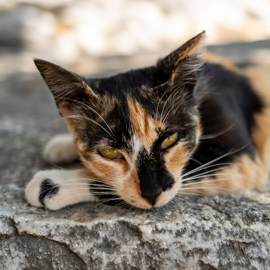 Die Katze Tempel des Appolon, Didim, Türkei