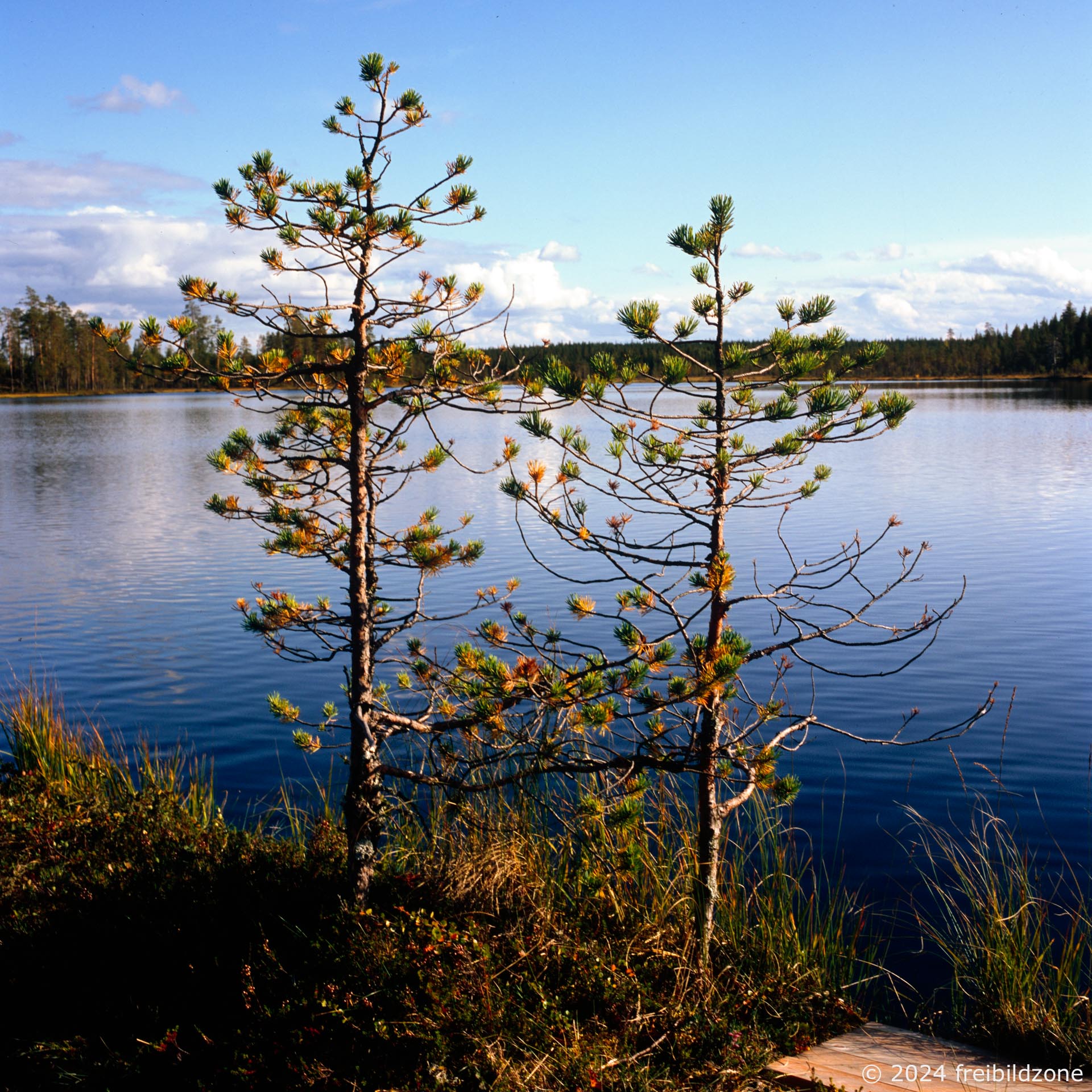 Kisosvaarantje, Finland