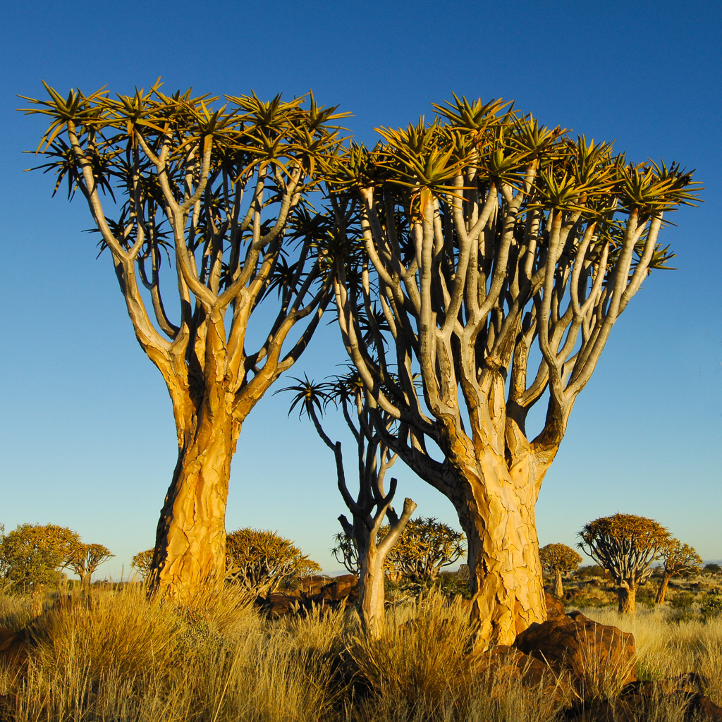 Köcherbaumwald, Namibia