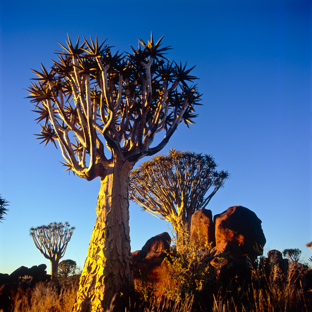 Köcherbaumwald, Namibia