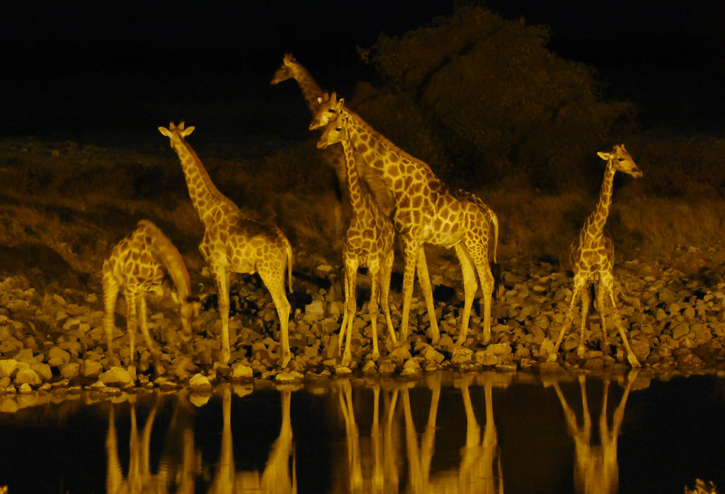 Giraffen nachts am Wasserloch