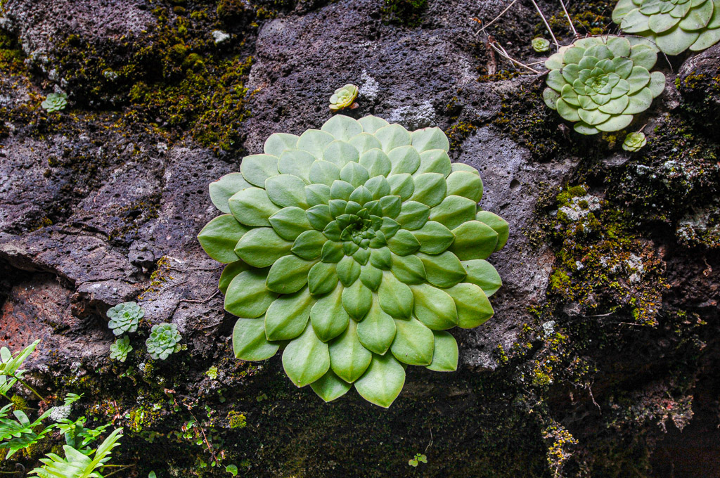 Aeonium glandulosum, endemische Sukkulente, Madeira
