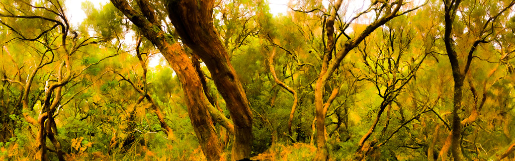 Old laurel forest, Madeira